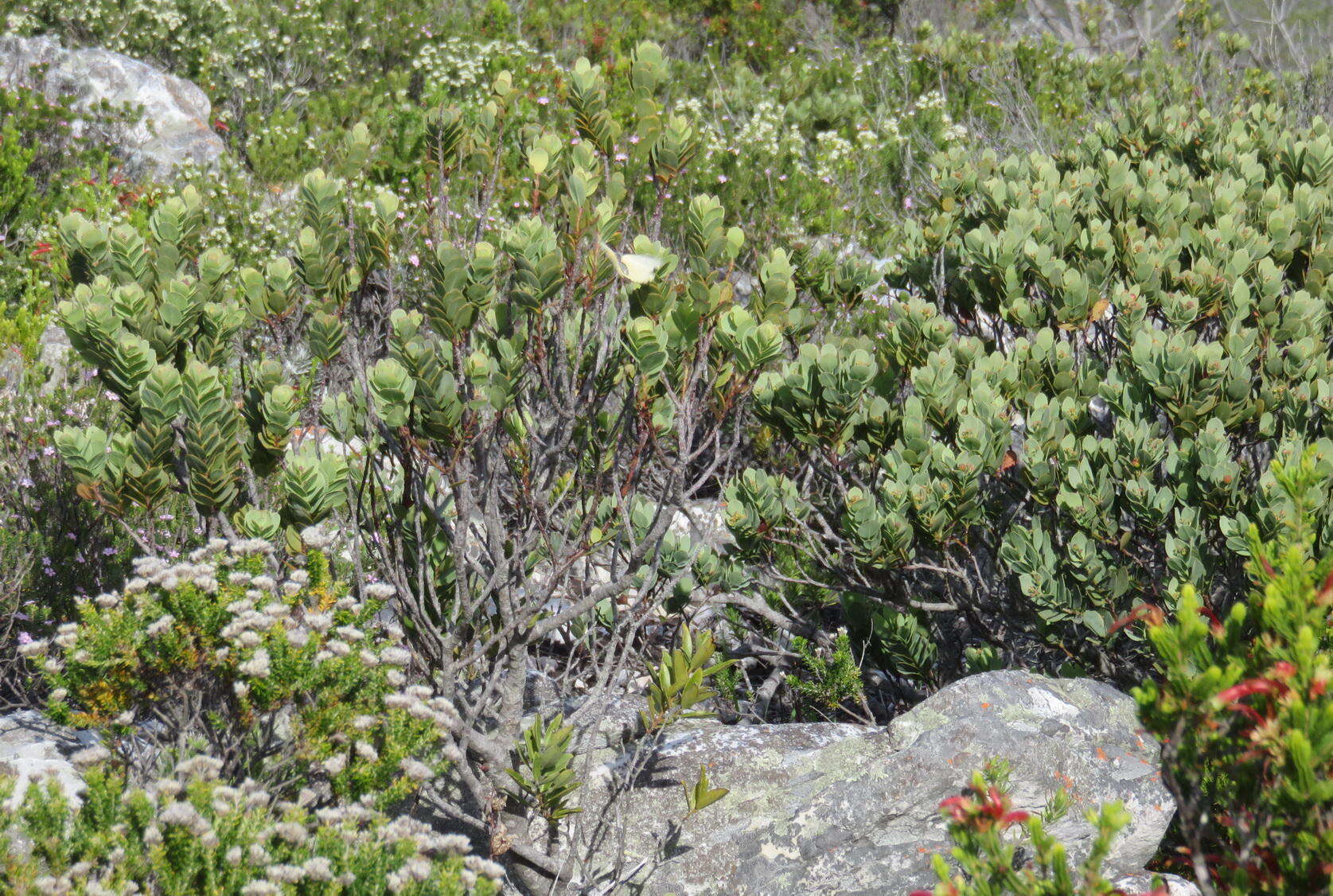 Image of Coastal tannin-bush