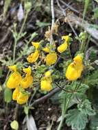 Image of Calceolaria corymbosa Ruiz & Pav.