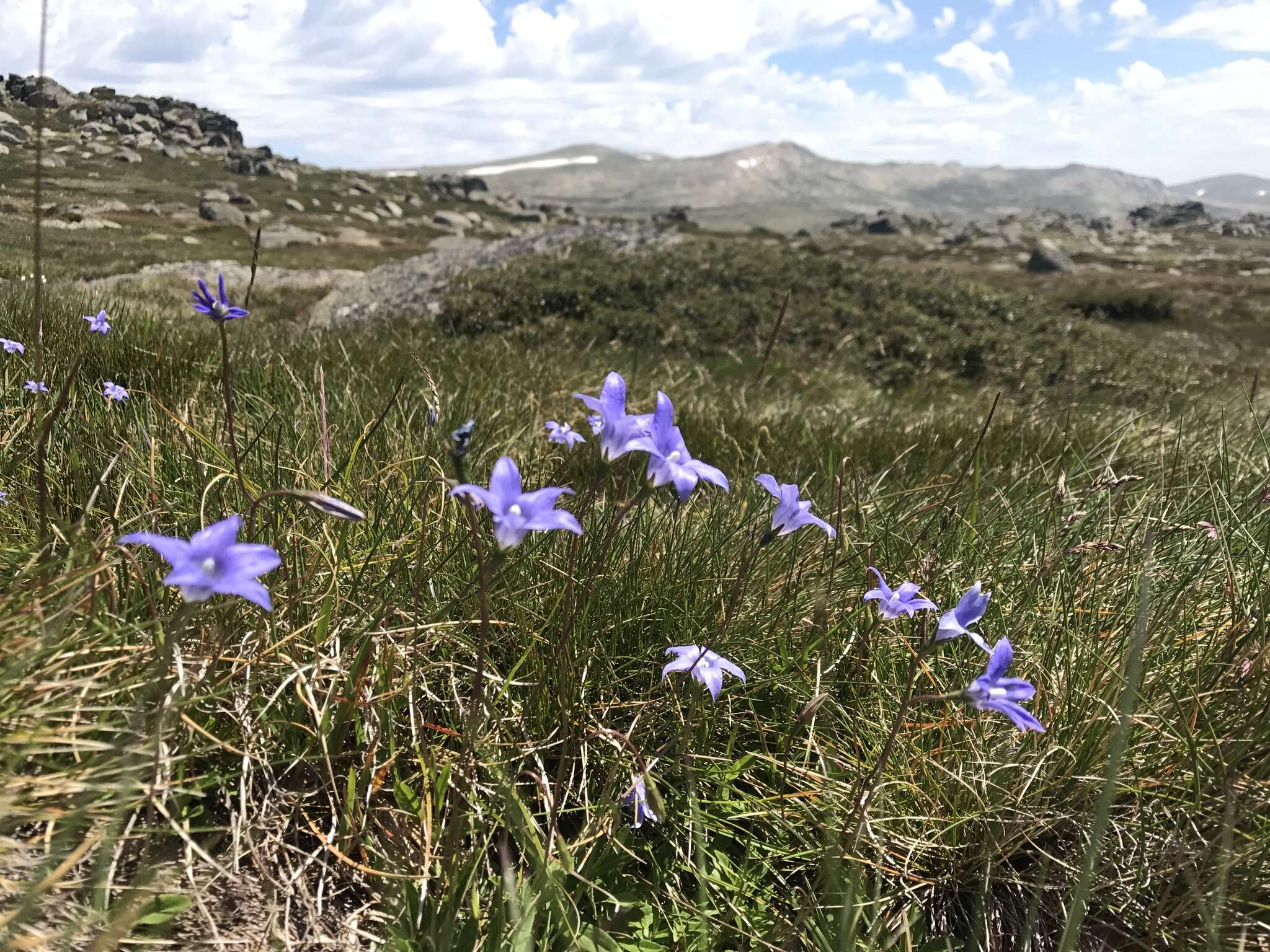 Image of Wahlenbergia ceracea Lothian