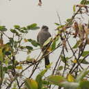 Sivun Empidonomus aurantioatrocristatus (Orbigny & Lafresnaye 1837) kuva