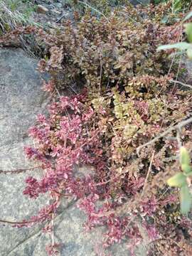 Image of Plectranthus spicatus E. Mey.