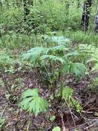 Aconitum septentrionale subsp. rubicundum (Fisch.) V. N. Voroschilov resmi