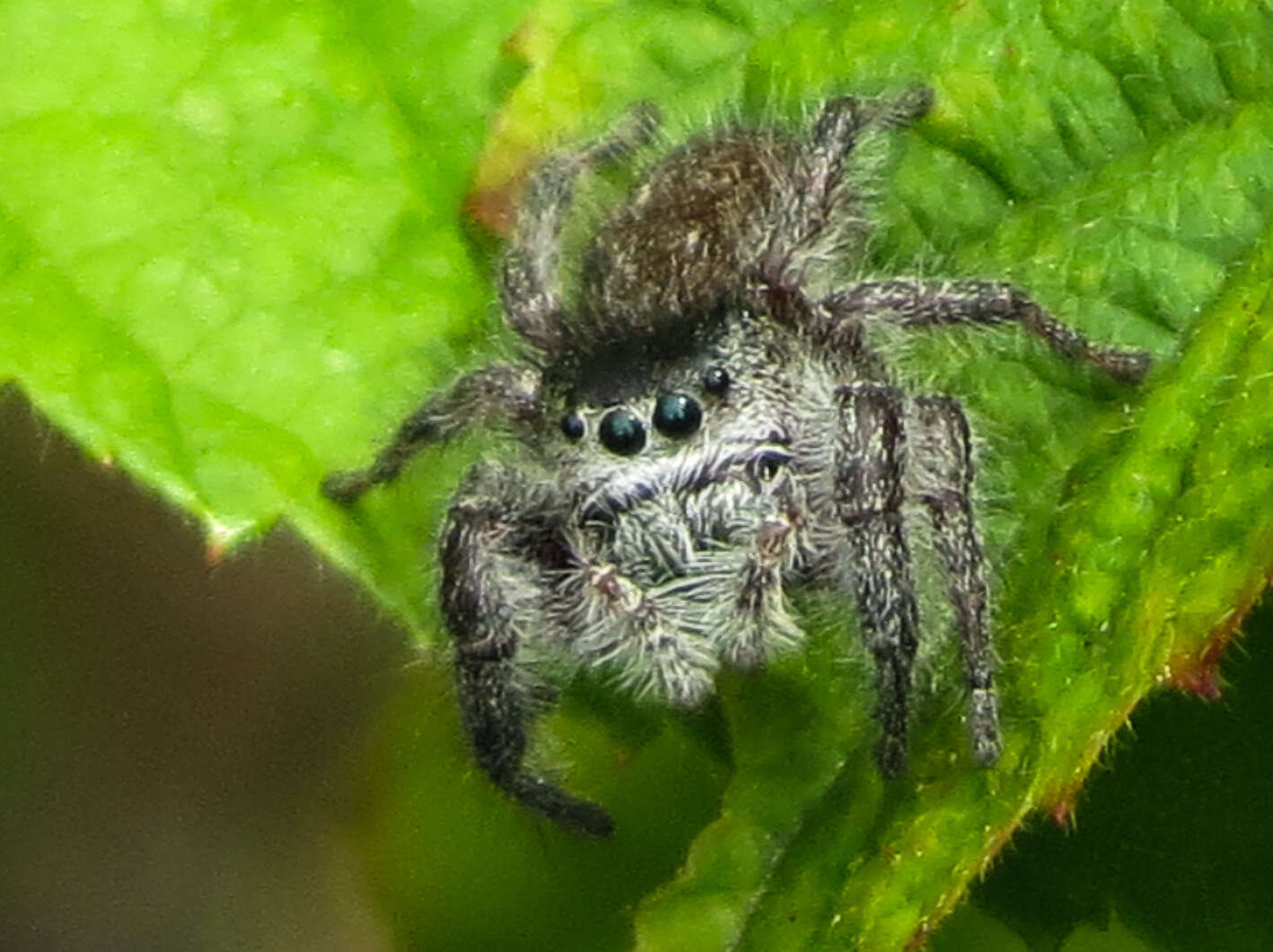 Image of Phidippus princeps (Peckham & Peckham 1883)