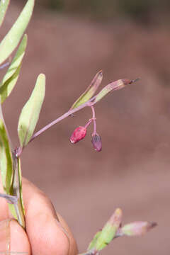 Sivun Ximenia parviflora Benth. kuva