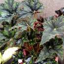 Image of <i>Begonia</i> × <i>rex-cultorum</i> L. H. Bailey