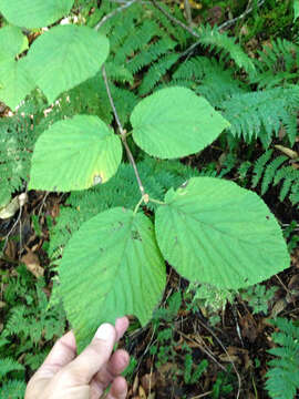 Image de viorne à feuilles d'aulne