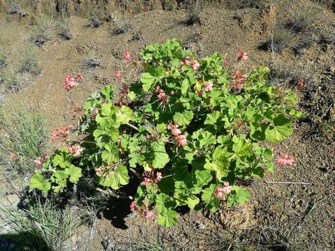 Слика од Pelargonium inquinans (L.) L'Her.