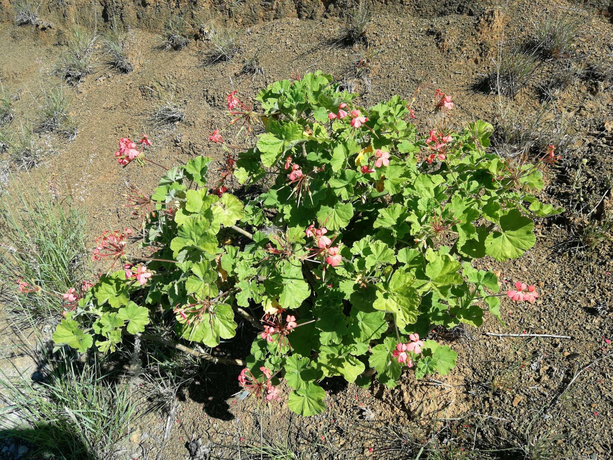 Image of scarlet geranium