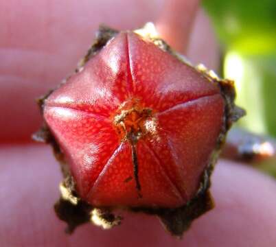 Brianhuntleya purpureostyla (L. Bol.) H. E. K. Hartmann resmi