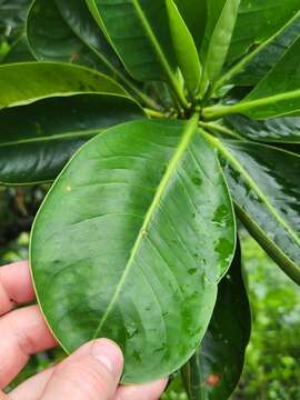 Image of Fagraea berteroana A. Gray ex Benth.