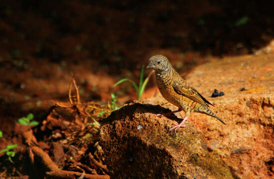 Image of Cut-throat Finch