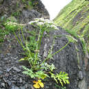 Image of Heracleum grandiflorum Stev. ex Bieb.