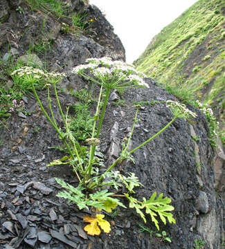 Image of Heracleum grandiflorum Stev. ex Bieb.