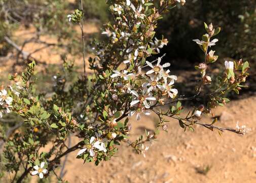 Image of green teatree