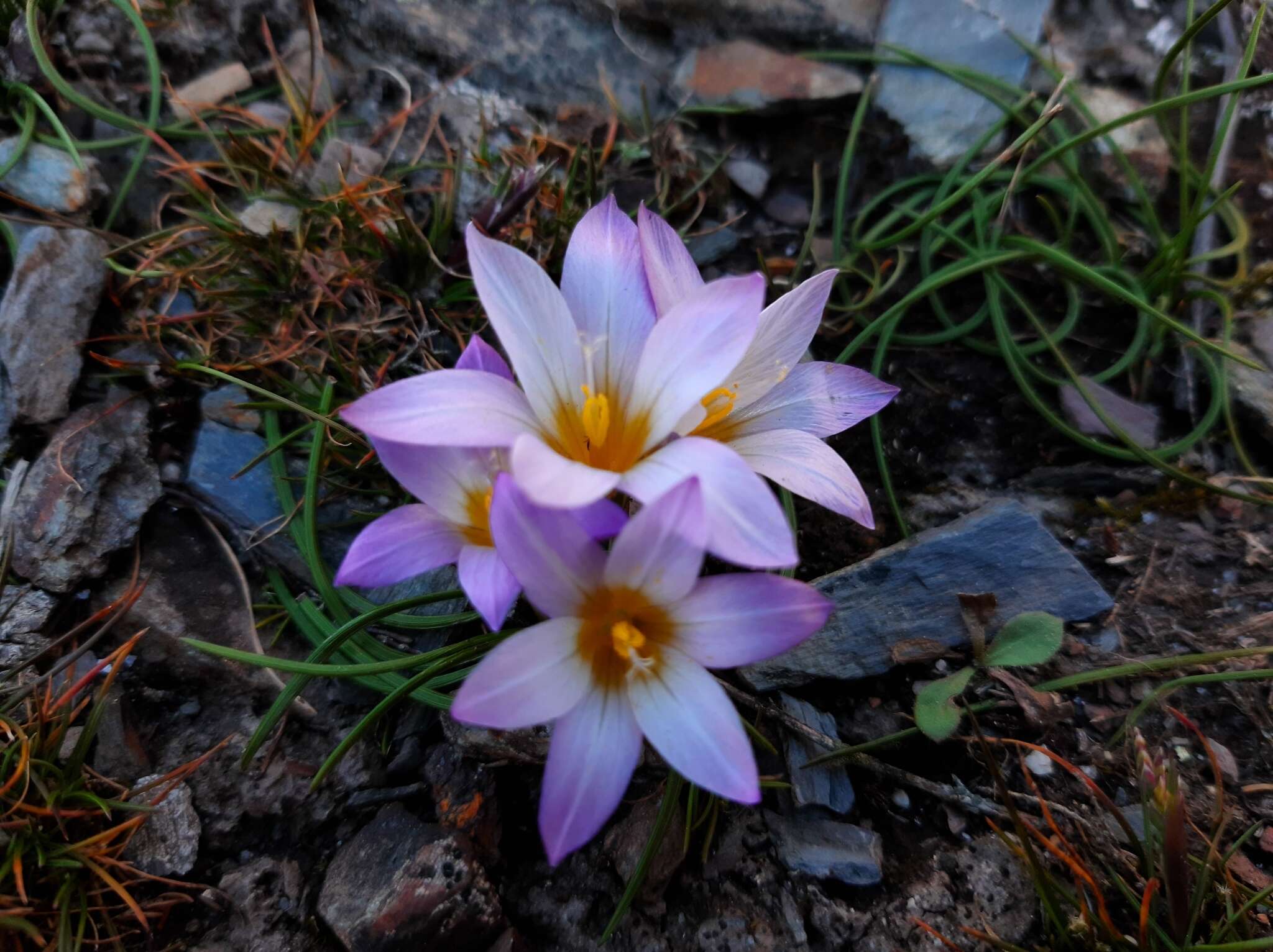 Image of crocus-leaved ROMULEA