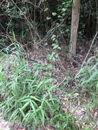 Image of buckwheat vine