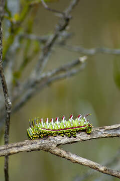 صورة Syssphinx albolineata (Grote & Robinson 1866)