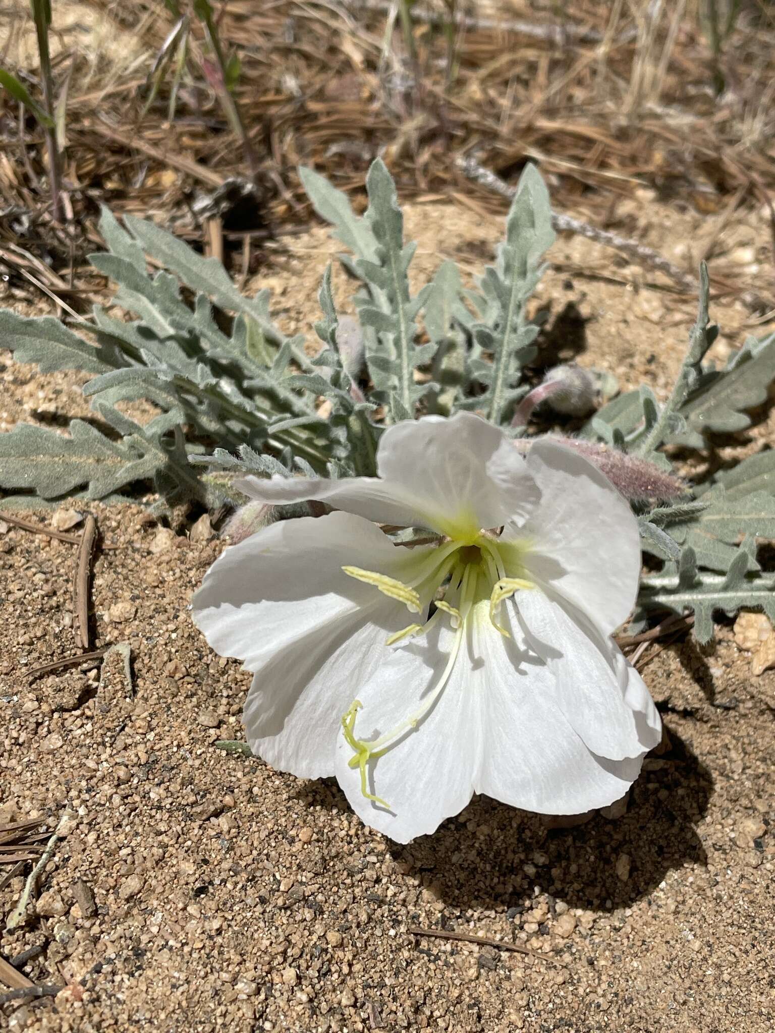 Image of California evening primrose