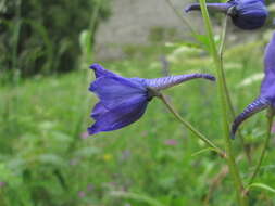 Image of Delphinium flexuosum M. Bieb.