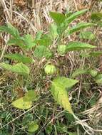 Image de Physalis longifolia var. subglabrata (Mackenzie & Bush) Cronq.