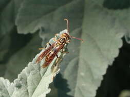 Image de Polistes lineonotus Bohart 1949