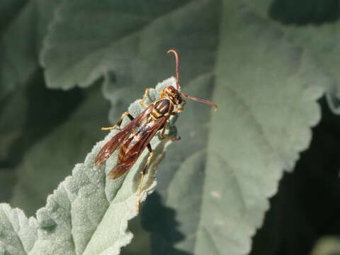 Image of Polistes lineonotus Bohart 1949