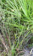 Image of Tracy's silkgrass