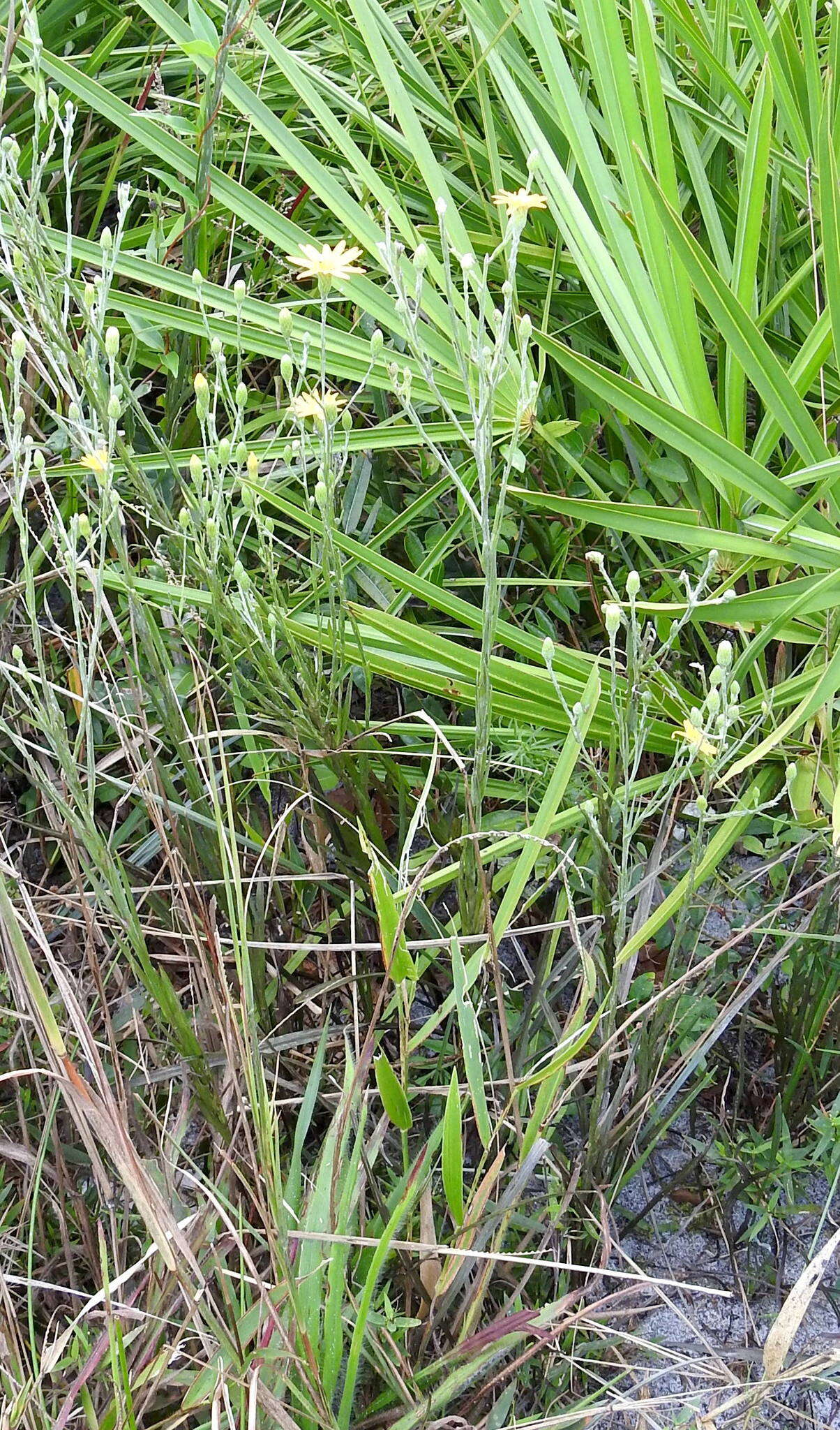 Image of Tracy's silkgrass