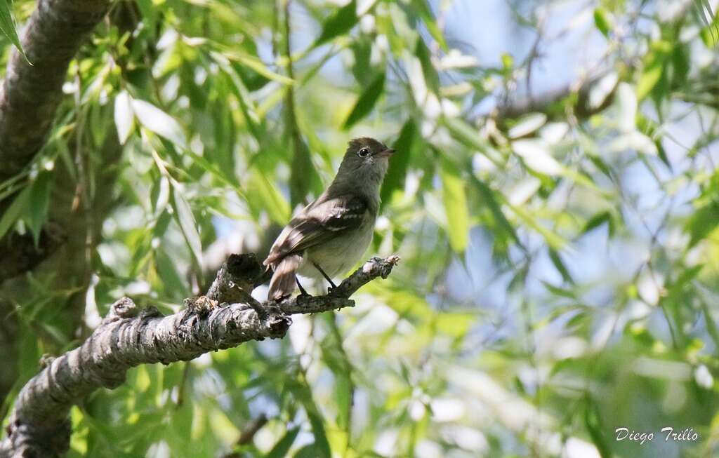 Imagem de Elaenia parvirostris Pelzeln 1868