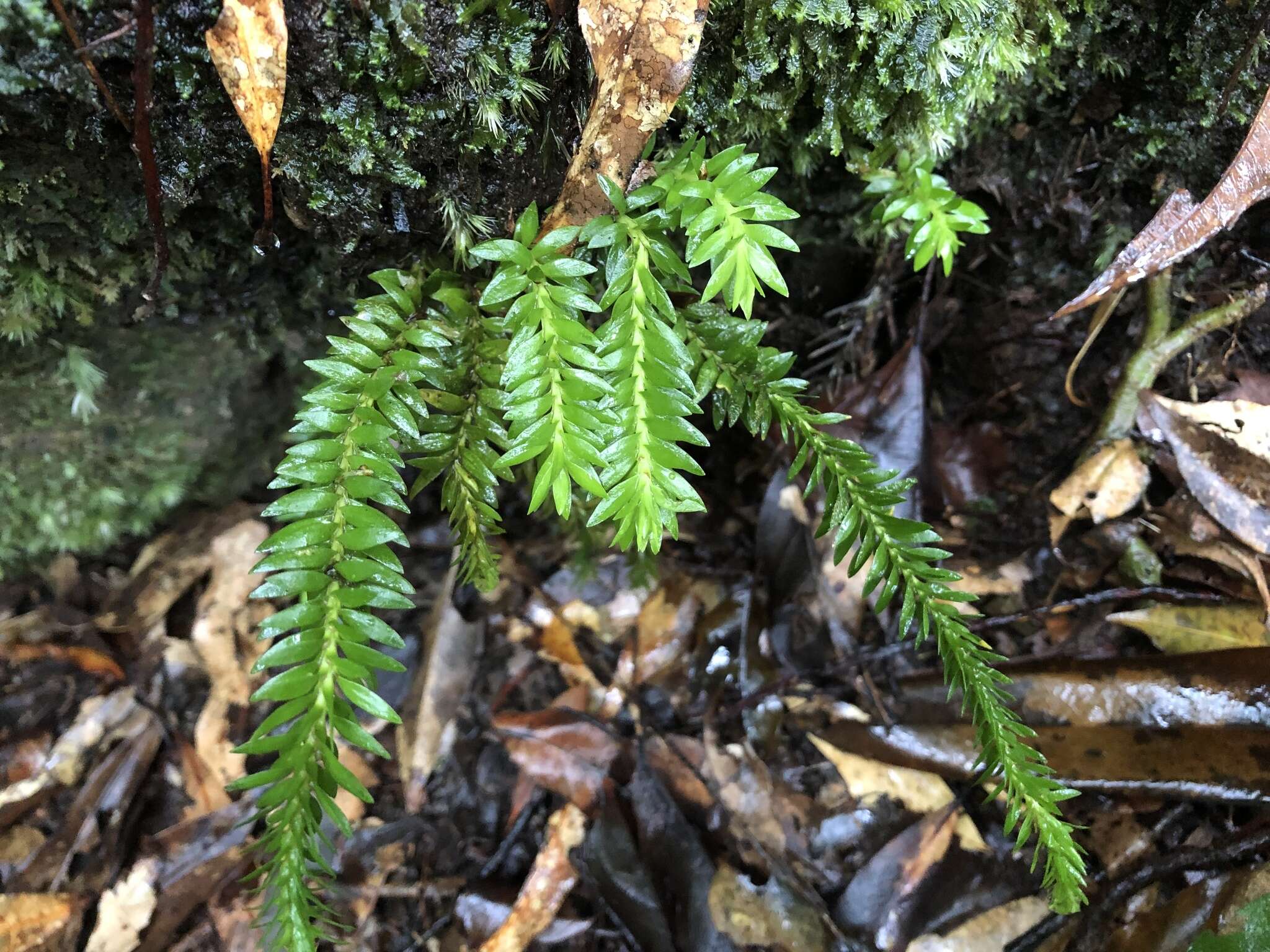 Image of Phlegmariurus fordii (Bak.) Ching