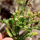 Sivun Lepidium capense Thunb. kuva