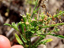 Sivun Lepidium capense Thunb. kuva