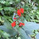 Image of Salvia melissiflora Benth.