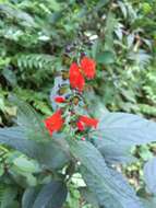 Image of Salvia melissiflora Benth.