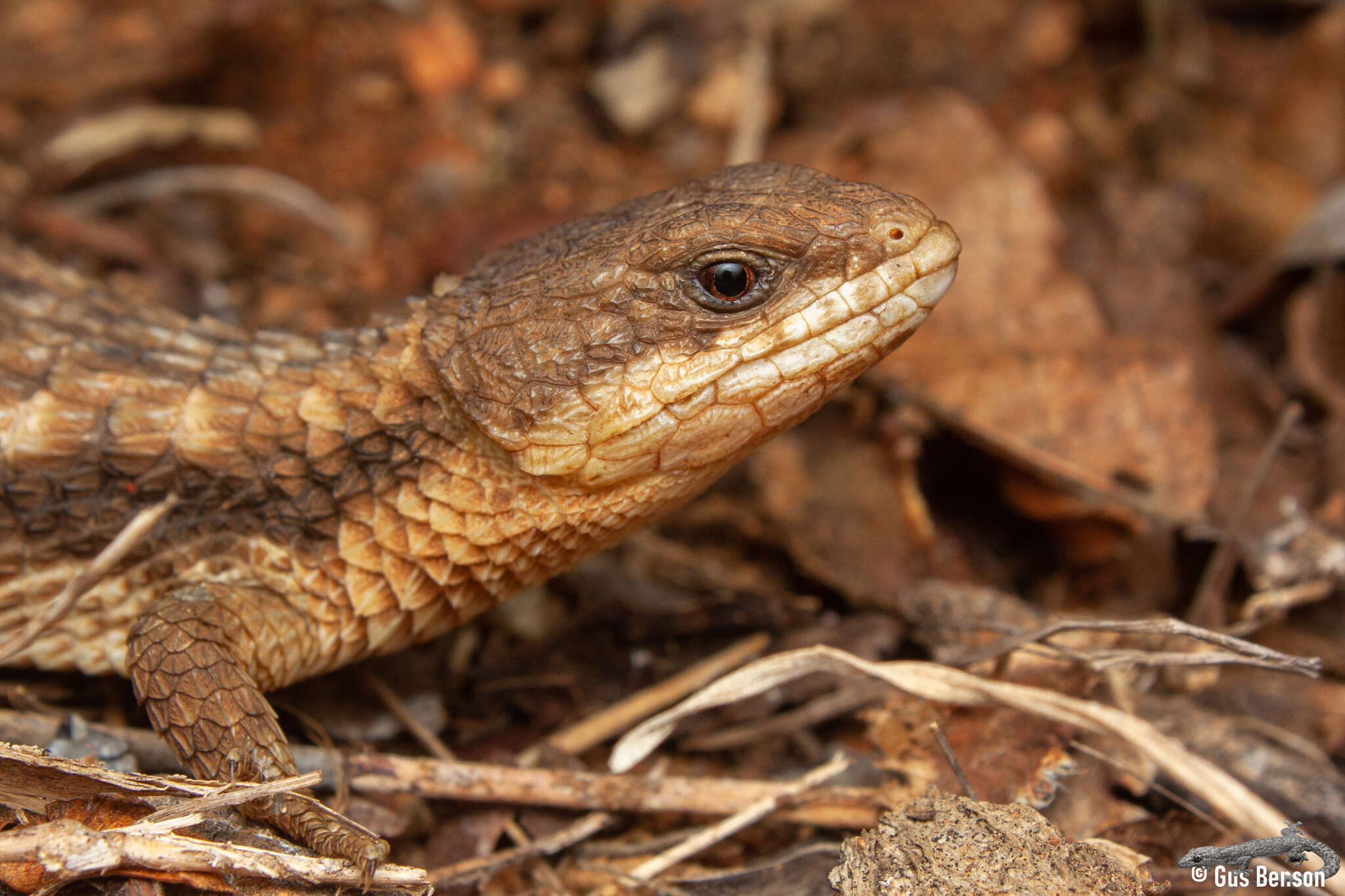 Cordylus jonesii (Boulenger 1891) resmi