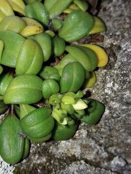 Imagem de Gentianella saxosa (G. Forst.) Holub