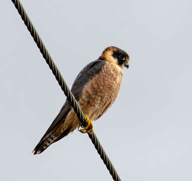 Image of Australian Hobby