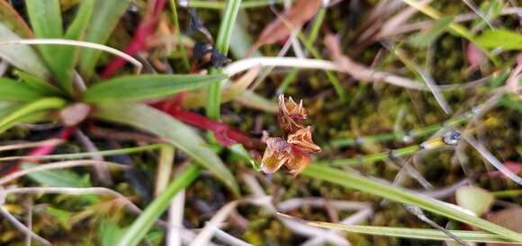 Image of Grass-Leaf Springbeauty