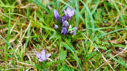 Image of Rough Gentian