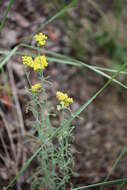 Achillea micrantha Willd. resmi