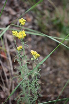 صورة Achillea micrantha Willd.