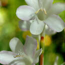 Image of Watsonia meriana var. meriana