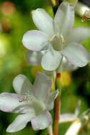 Imagem de Watsonia meriana var. meriana