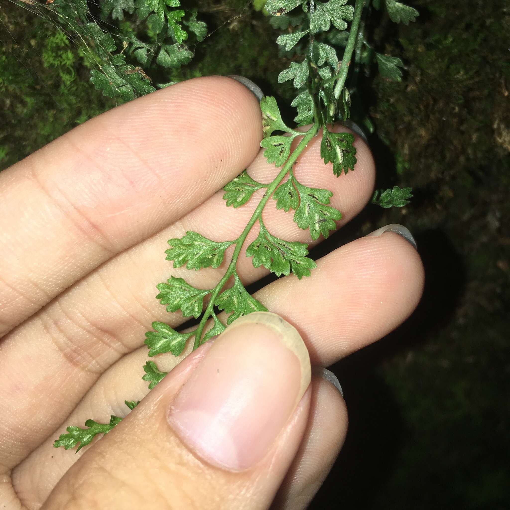 Image of Asplenium laciniatum subsp. tenuicaule (Hayata) Fraser-Jenk.