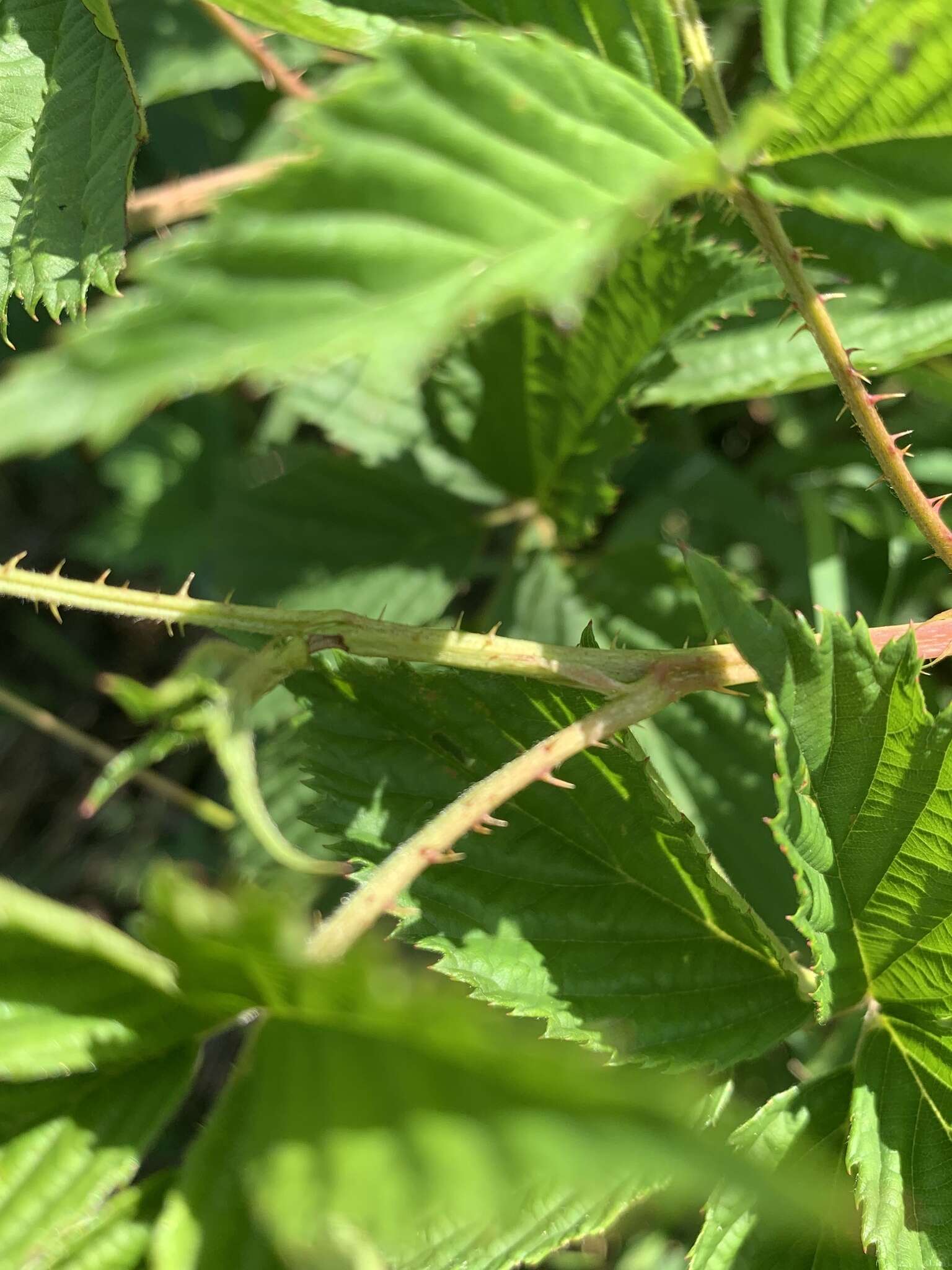 Image of Wisconsin blackberry