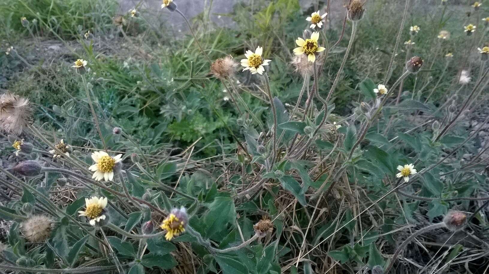 Imagem de Tridax procumbens L.