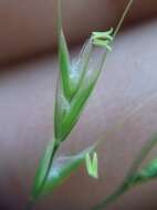 Image of tall trisetum