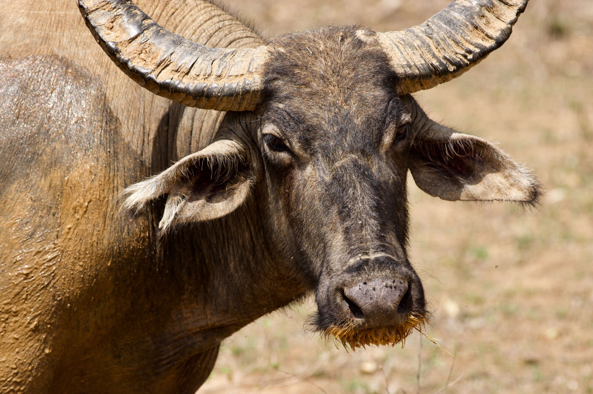 Image of Asian Buffalo