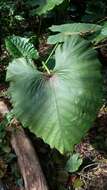 Alocasia odora (G. Lodd.) Spach resmi