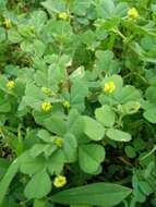 Слика од Medicago coronata (L.) Bartal.